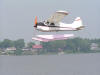 Beaver-GWS-2005_0611_201851(2).JPG (38130 bytes)